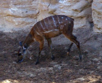 Sitatunga (Tragelaphus spekei)