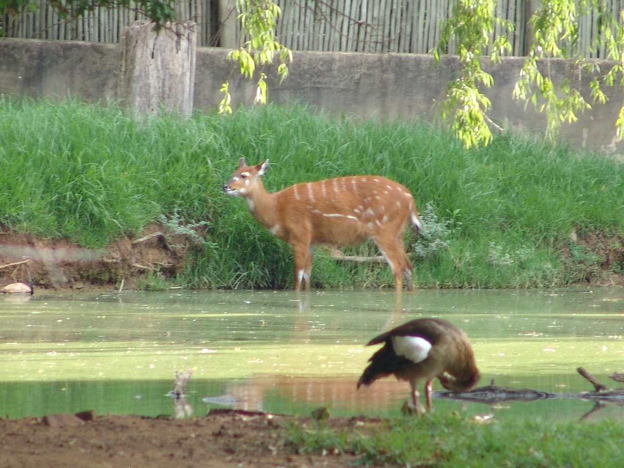 Sitatunga (Tragelaphus spekii) and a wild Egyptian Goose (Alopochen aegypti