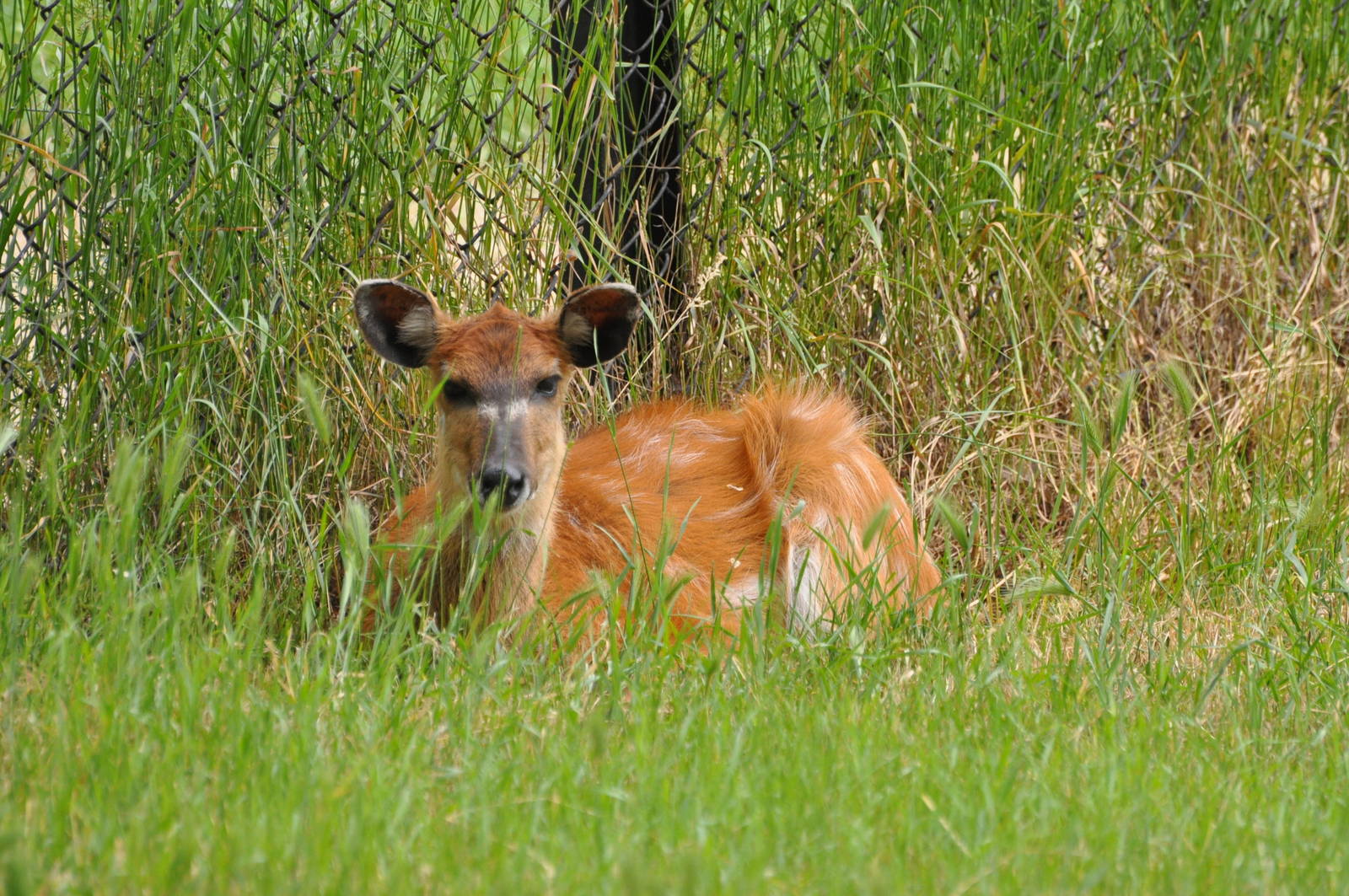Sitatunga/ Tragelaphus spekii gratus