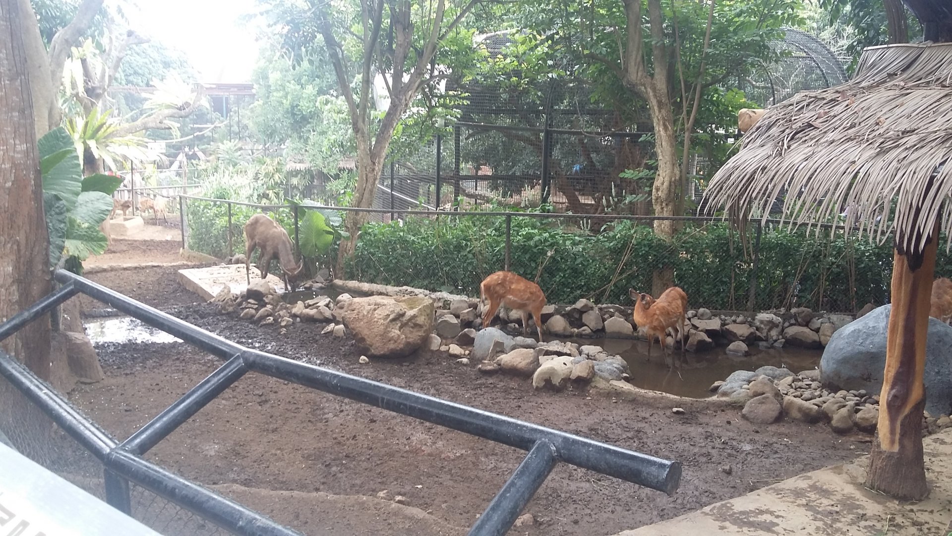 Sitatunga (Tragelaphus spekii) in 2019