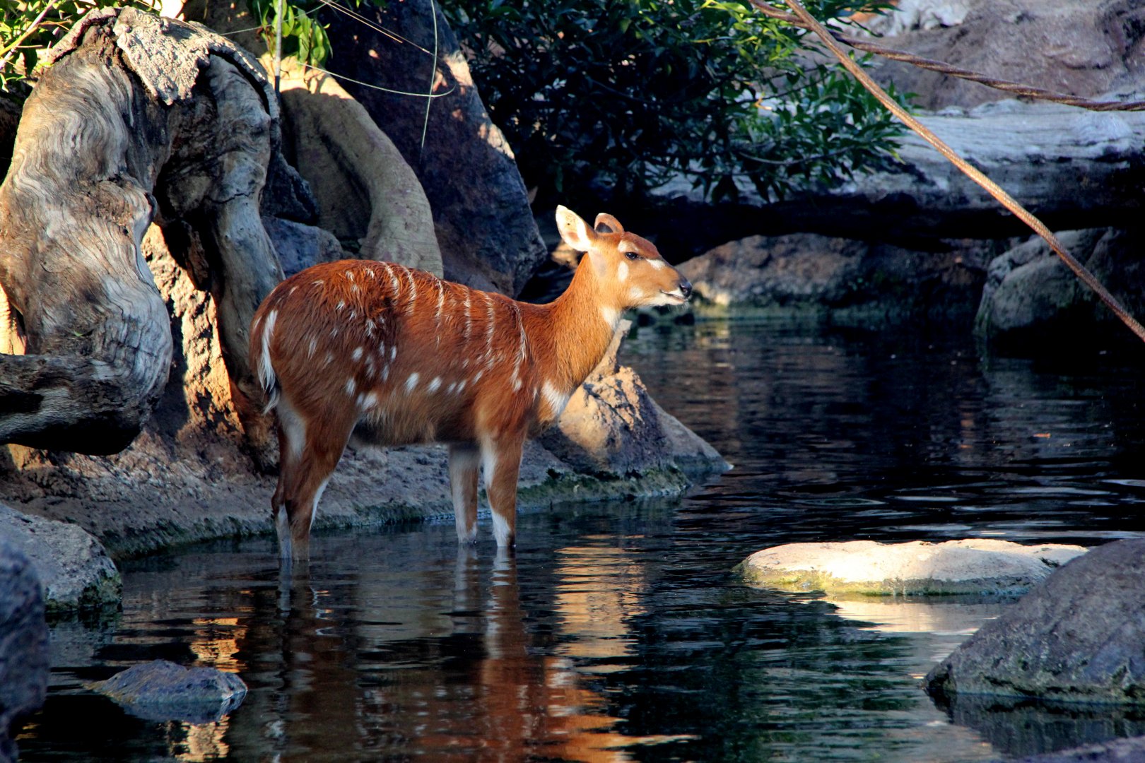 sitatunga (Tragelaphus spekii) in water