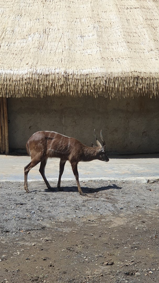 Sitatunga (Tragelaphus spekii) - Solo Safari