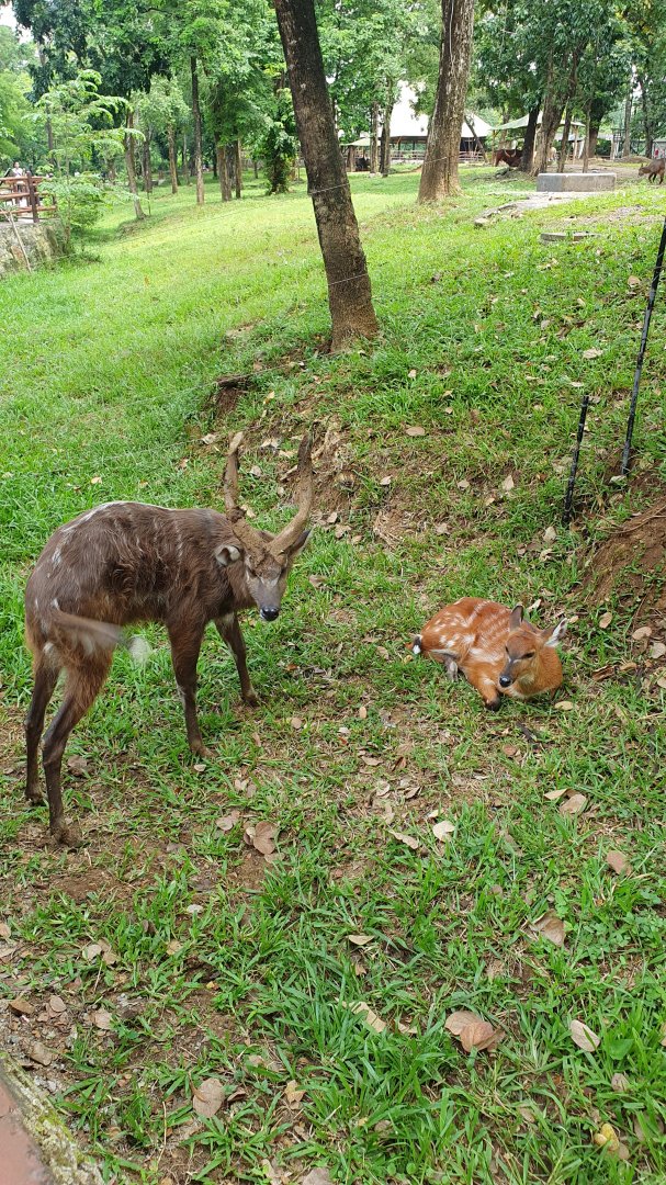 Sitatunga (Tragelaphus spekii) - Solo Safari