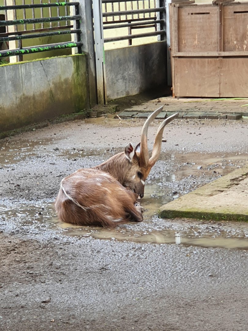 Sitatunga (Tragelaphus spekii) - Taru Jurug Zoo