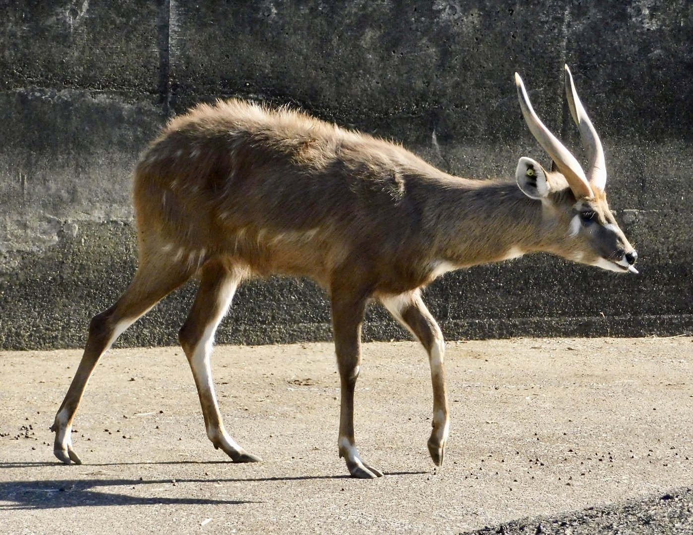 Sitatunga (Tragelaphus spekii) - Tobu Zoo November 15, 2025
