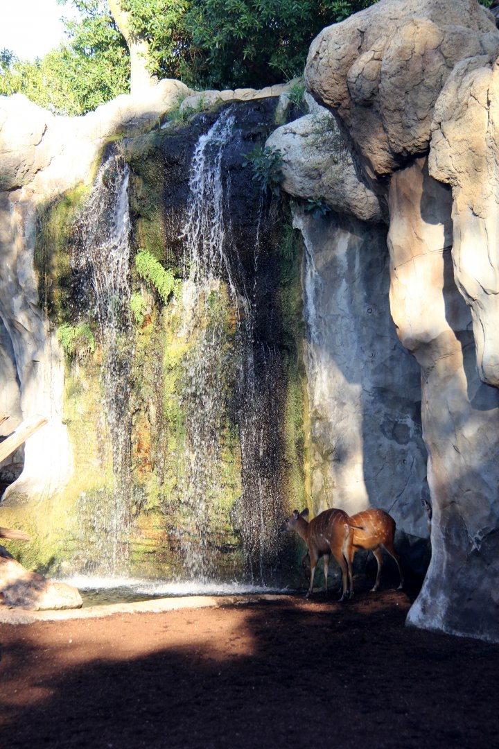 sitatunga (Tragelaphus spekii) waterfall