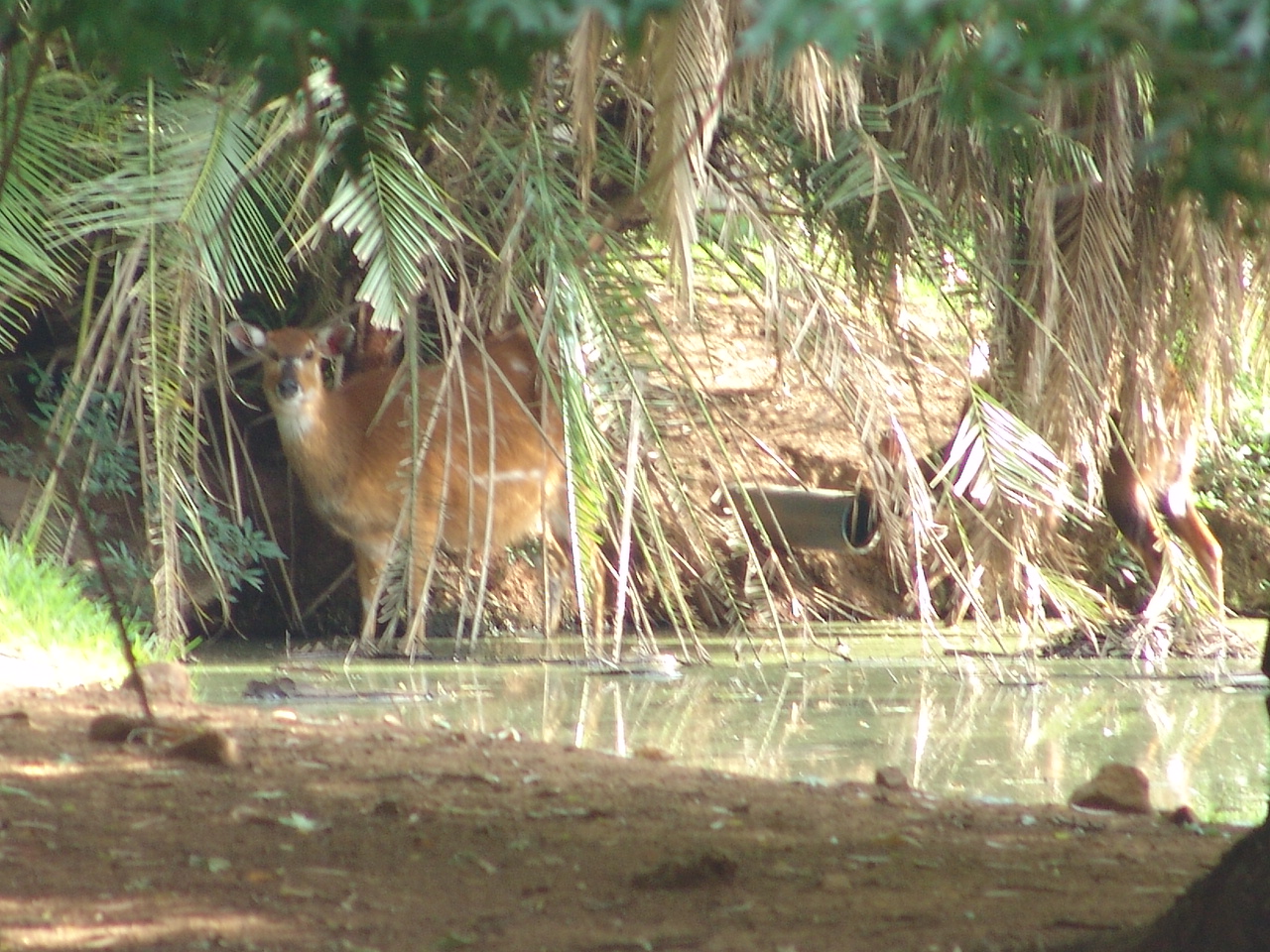 Sitatunga (Tragelaphus spekii)