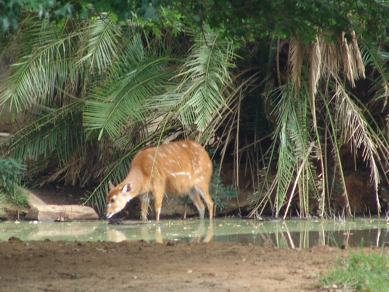 Sitatunga (Tragelaphus spekii)