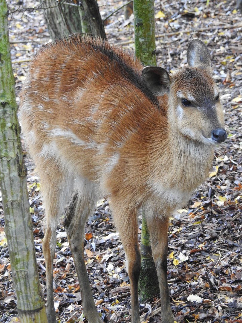 Sitatunga (Tragelaphus spekii)