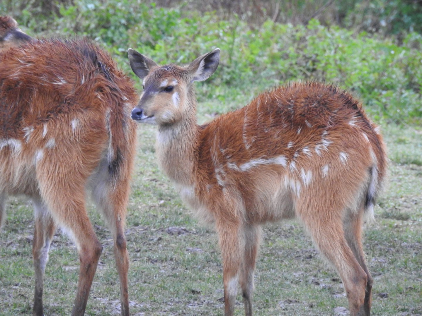 Sitatunga (Tragelaphus spekii)