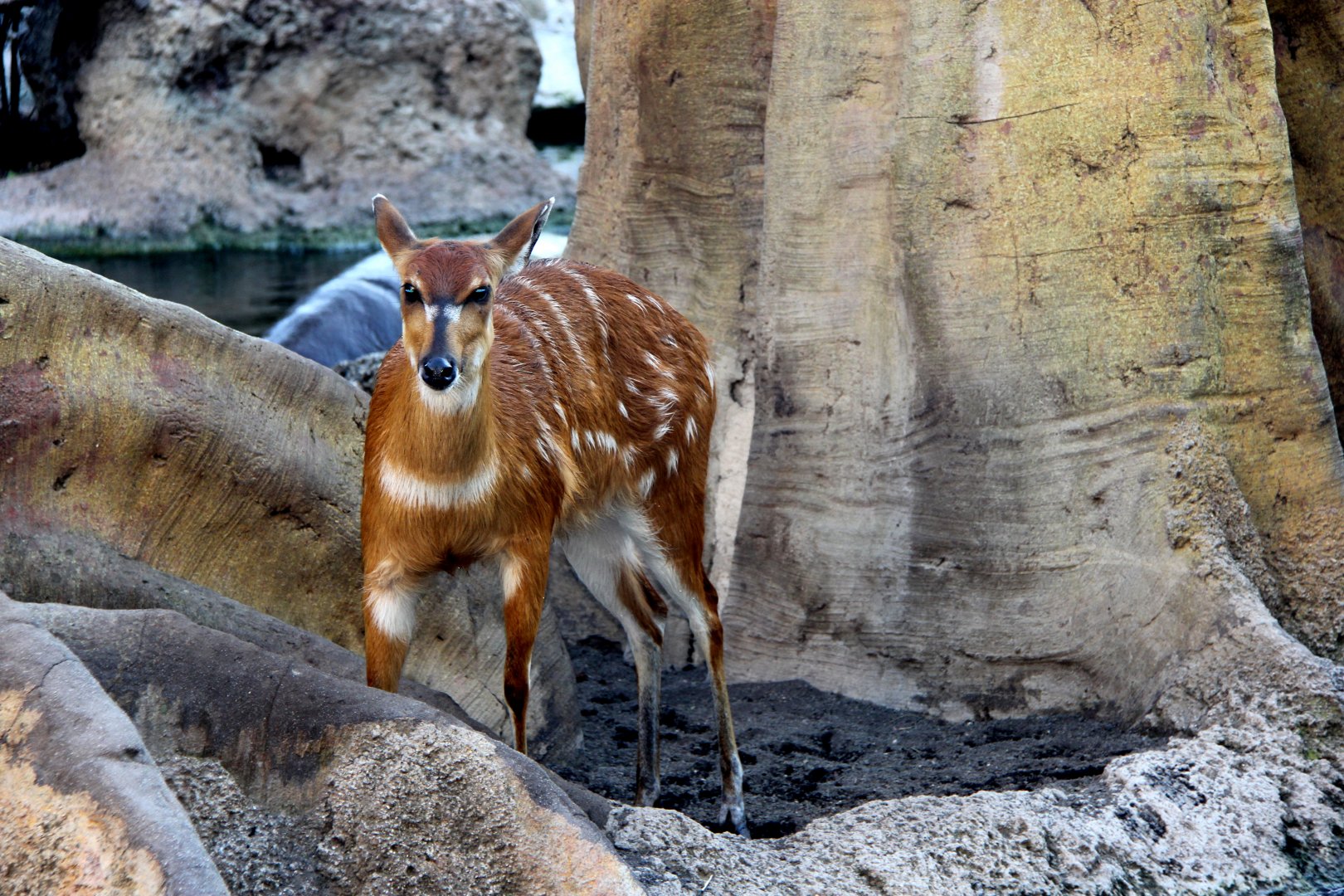 sitatunga (Tragelaphus spekii)