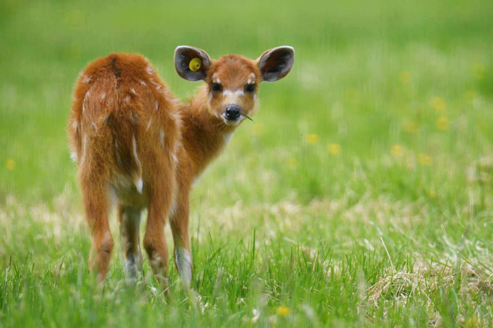 Sitatunga (Tragelaphus spekii)