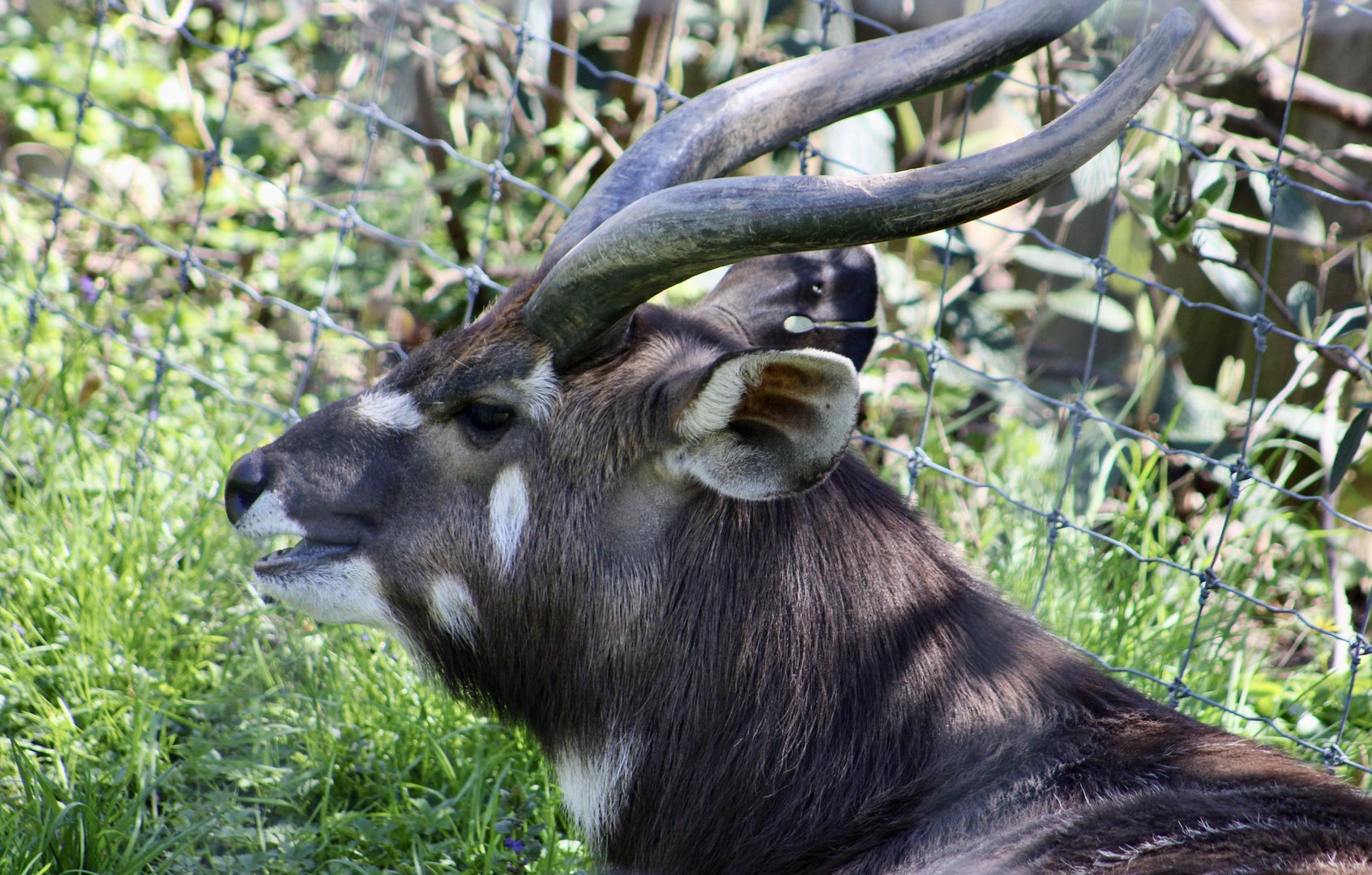 Sitatunga (Tragelaphus spekii)