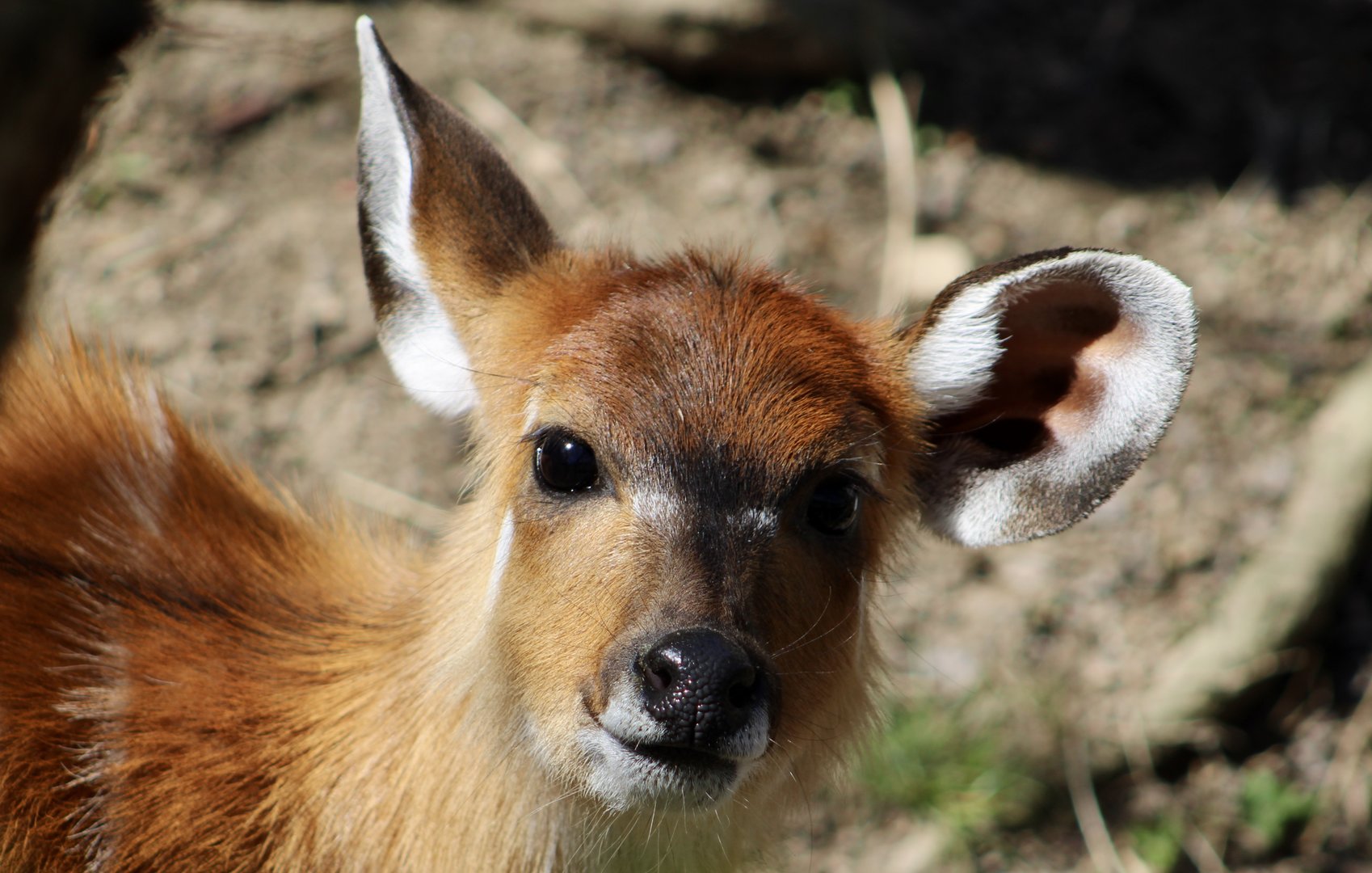 Sitatunga (Tragelaphus spekii)