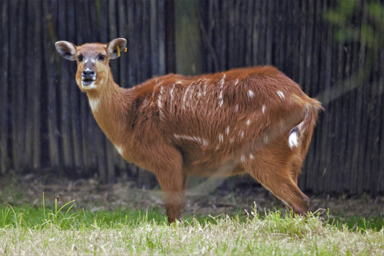 Sitatunga (Tragelaphus spekii)