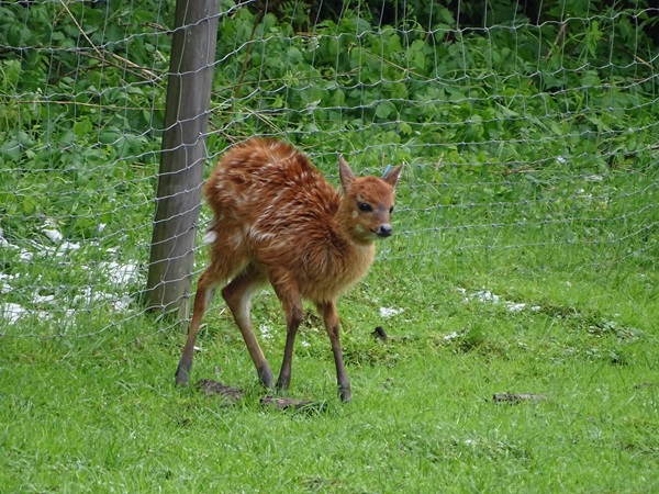 Sitatunga (Tragelaphus spekii)