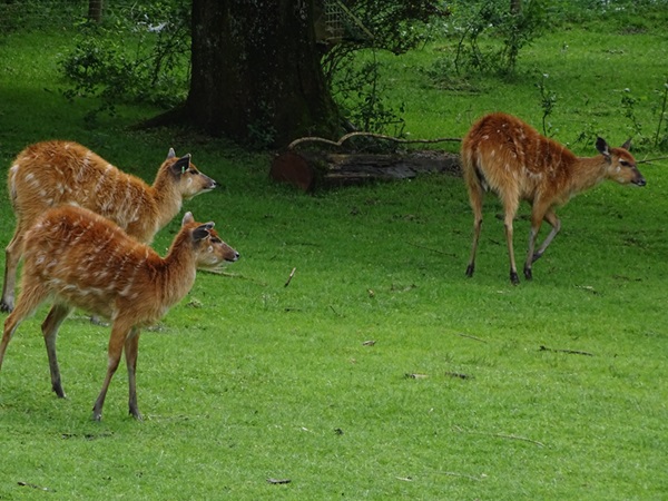Sitatunga (Tragelaphus spekii)