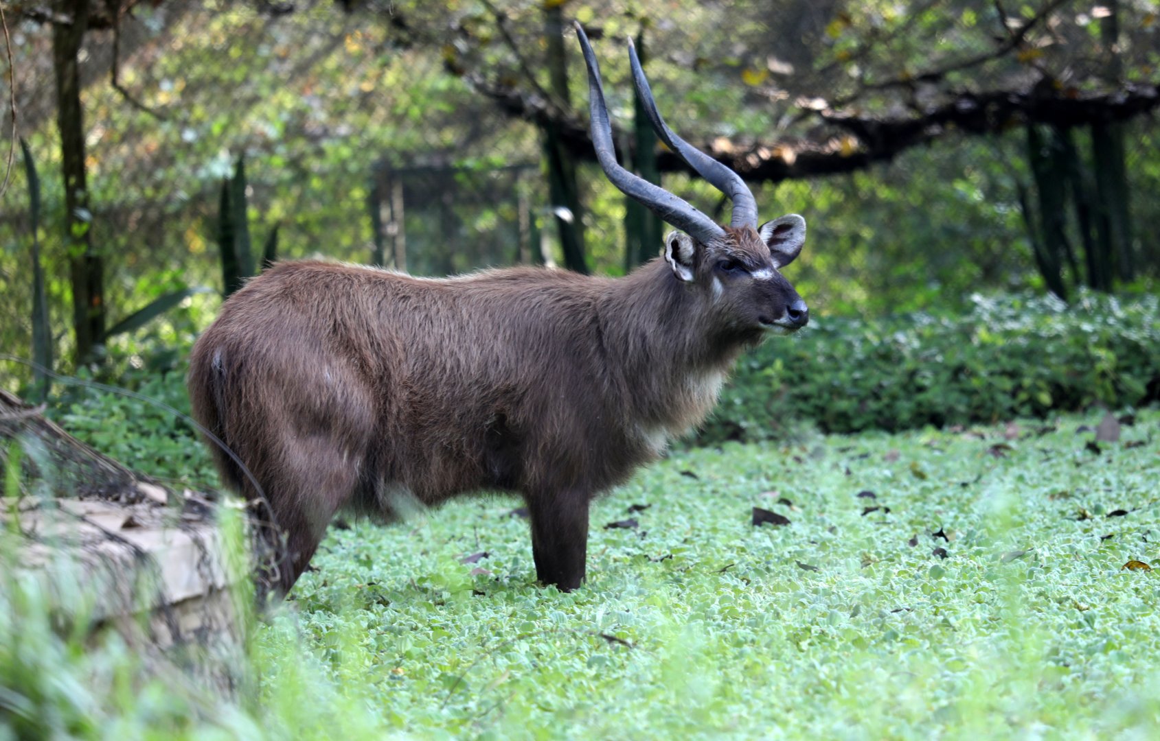 sitatunga (Tragelaphus spekii)