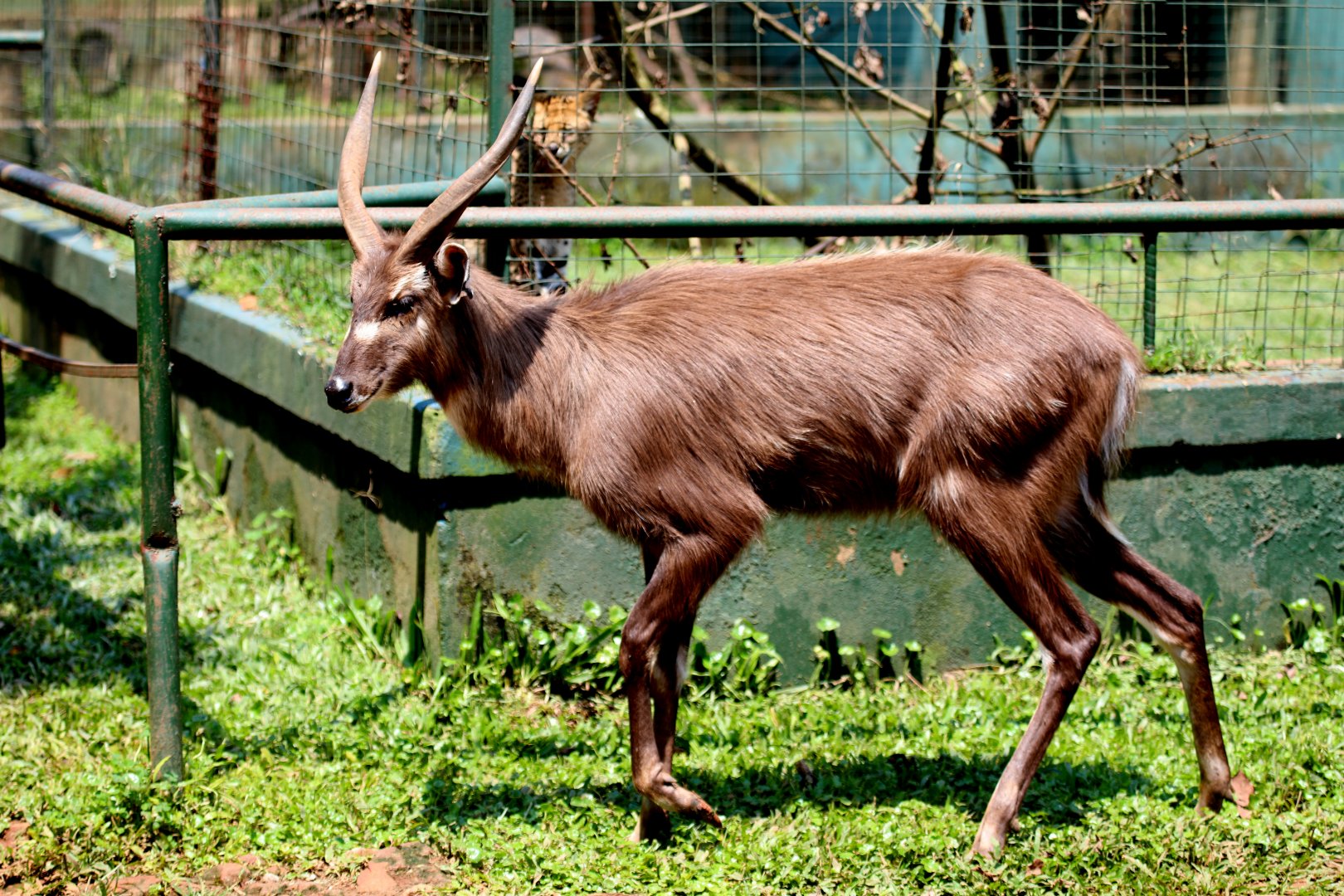 sitatunga (Tragelaphus spekii)