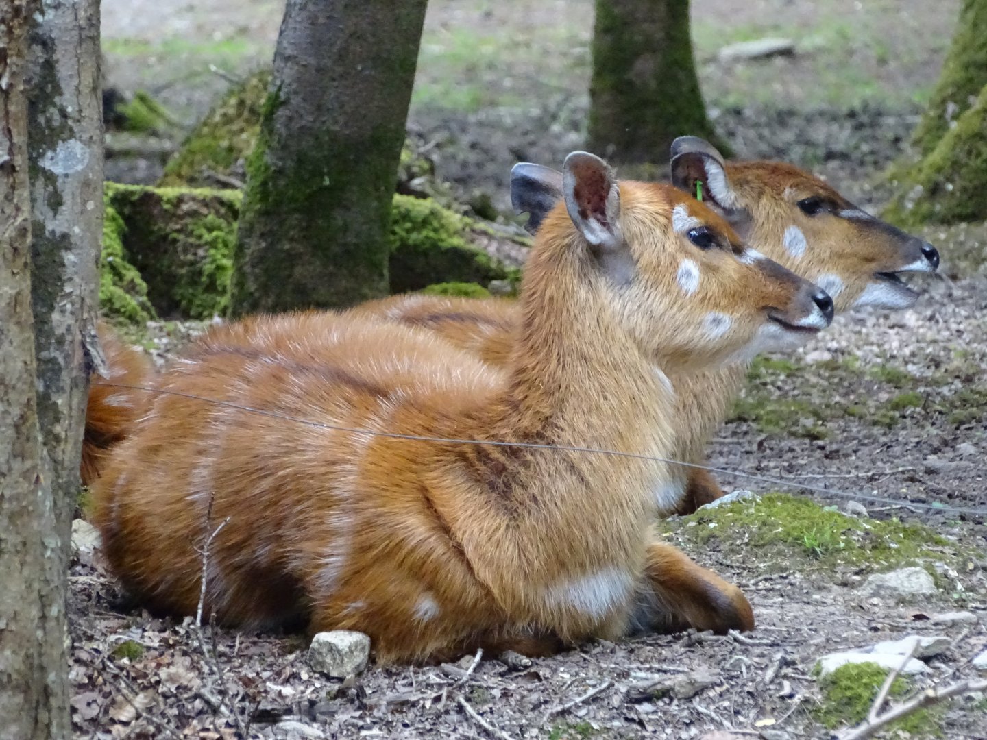 Sitatunga (Tragelaphus spekii)