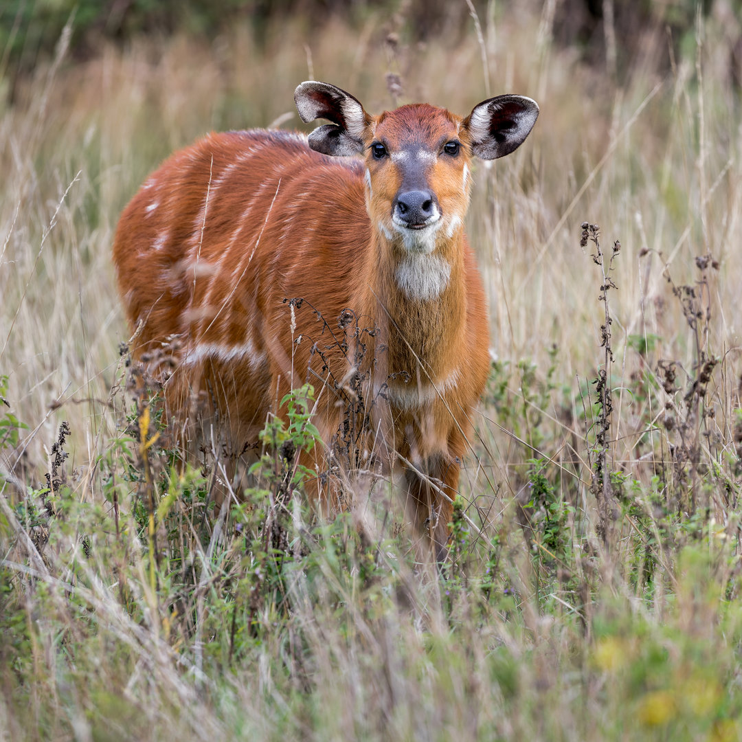 Sitatunga / Watatunga / 15-9-22