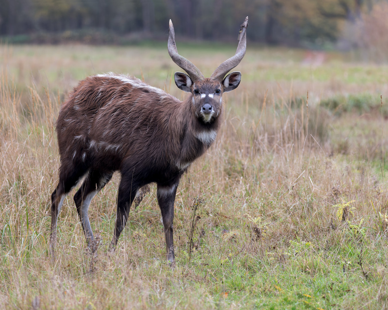 Sitatunga / Watatunga / 27-11-22