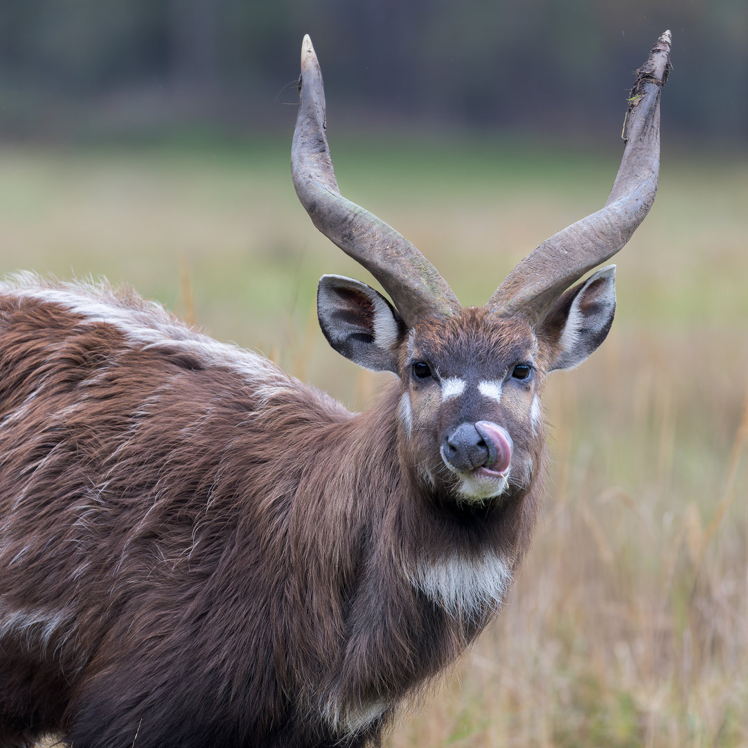 Sitatunga / Watatunga / 27-11-22