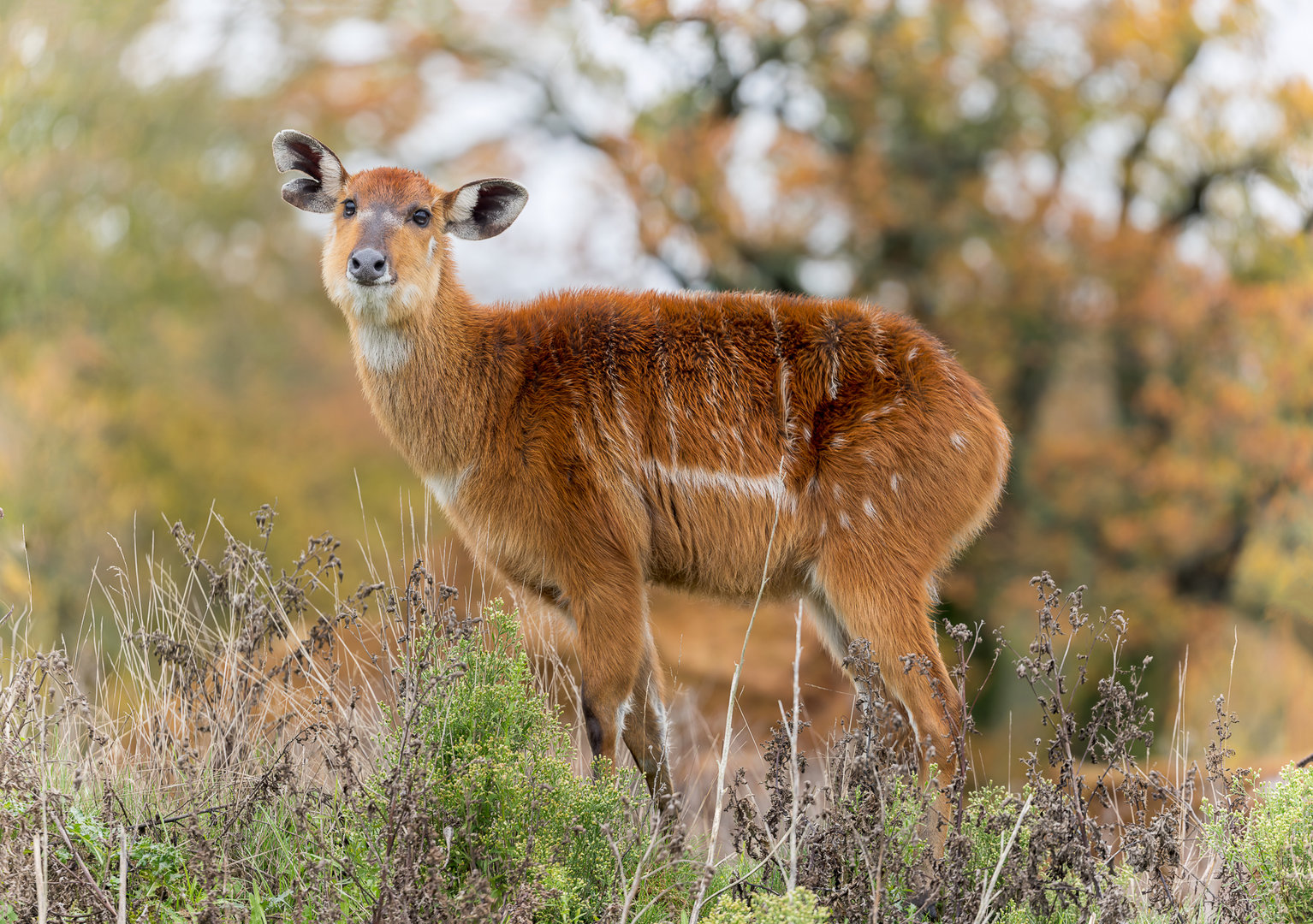 Sitatunga / Watatunga / 27-2-11