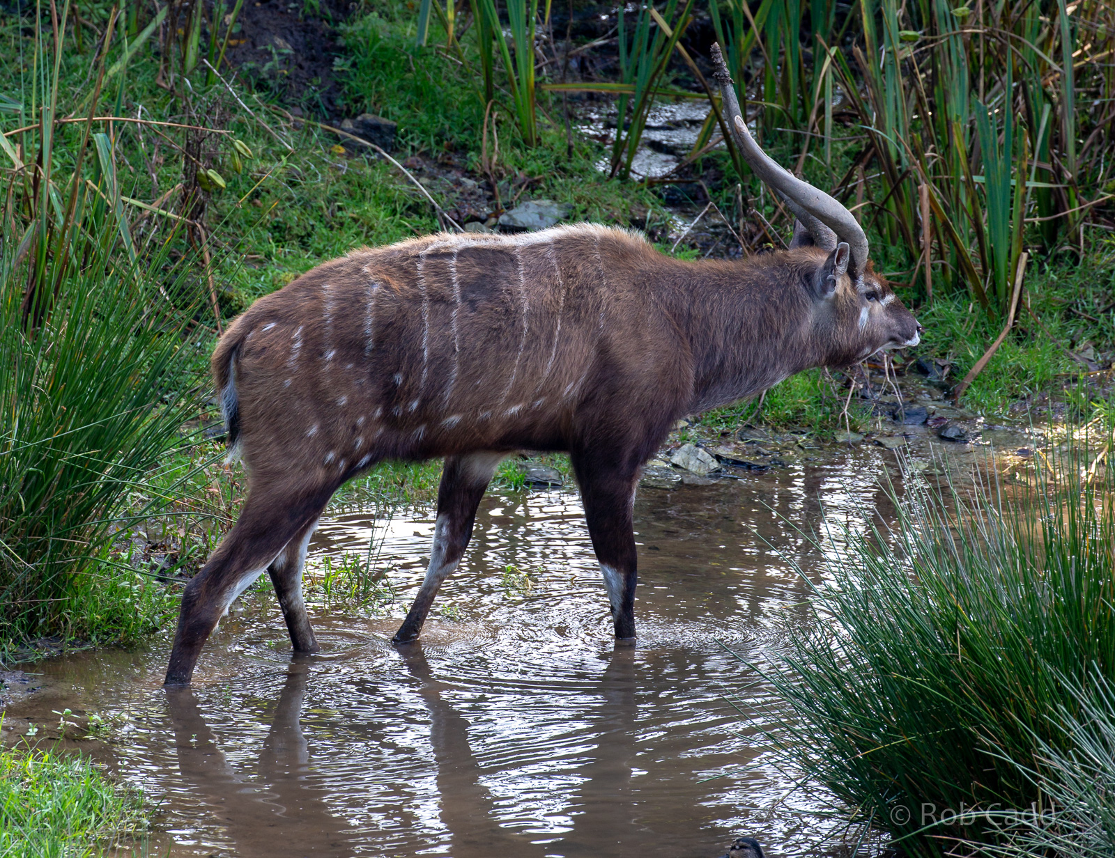Sitatunga (Western sitatunga) : Exmoor Zoo : 16 Sep 2020