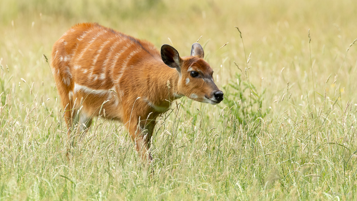 Sitatunga (Western sitatunga) : Whipsnade : 22 Jun 2025