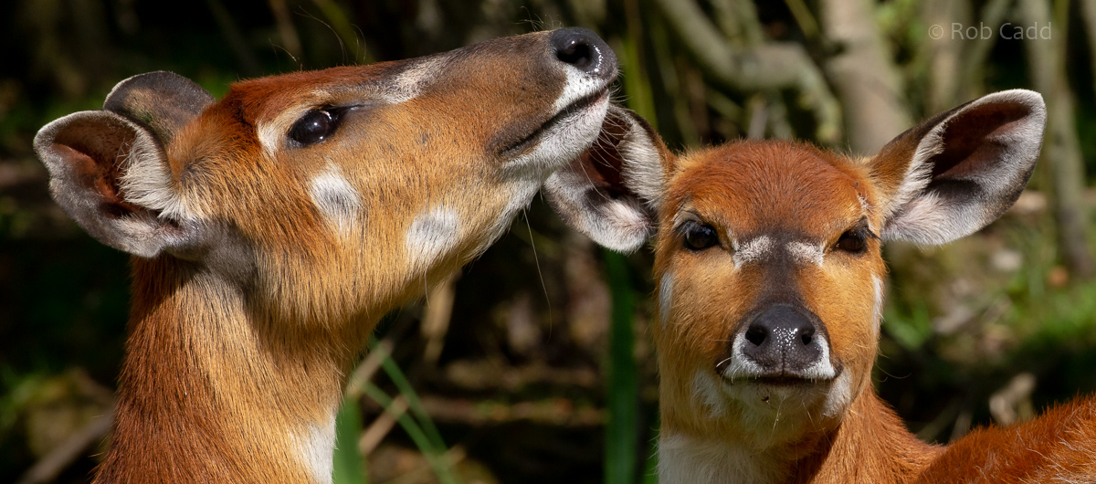 Sitatunga : Whipsnade : 01 Aug 2020