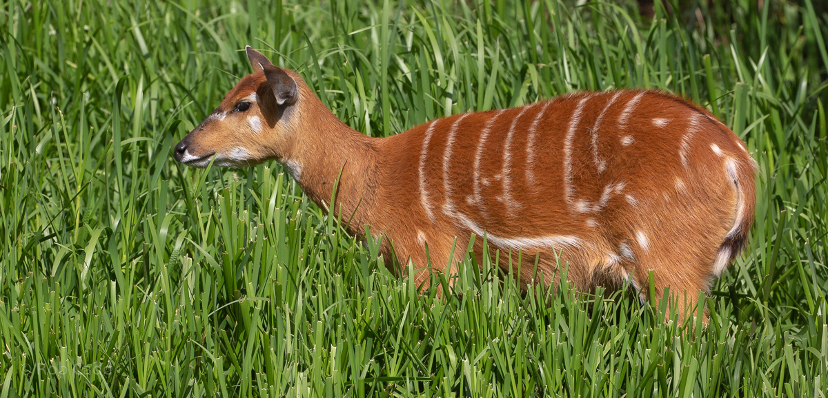 Sitatunga : Whipsnade : 01 Aug 2020