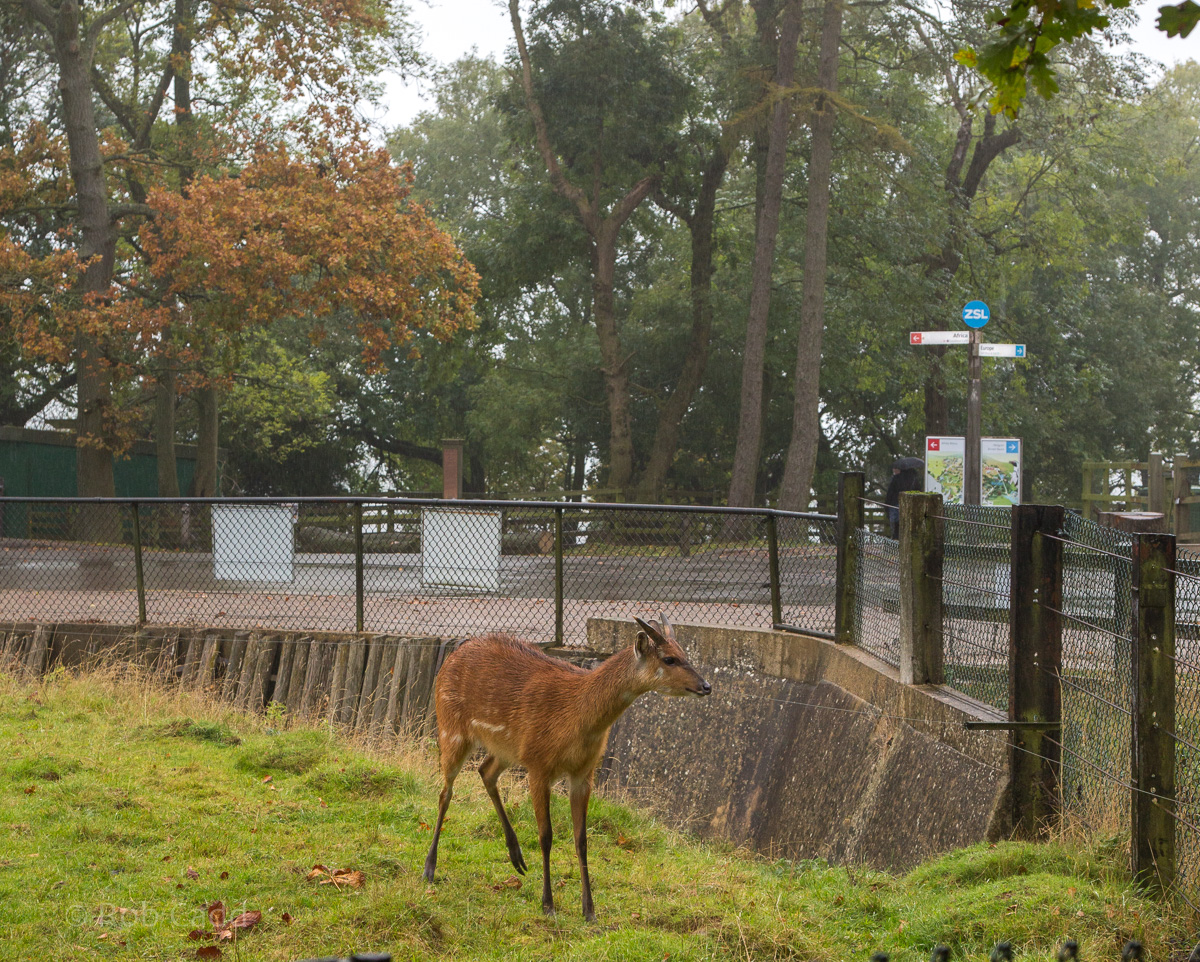Sitatunga : Whipsnade : 04 Nov 2016