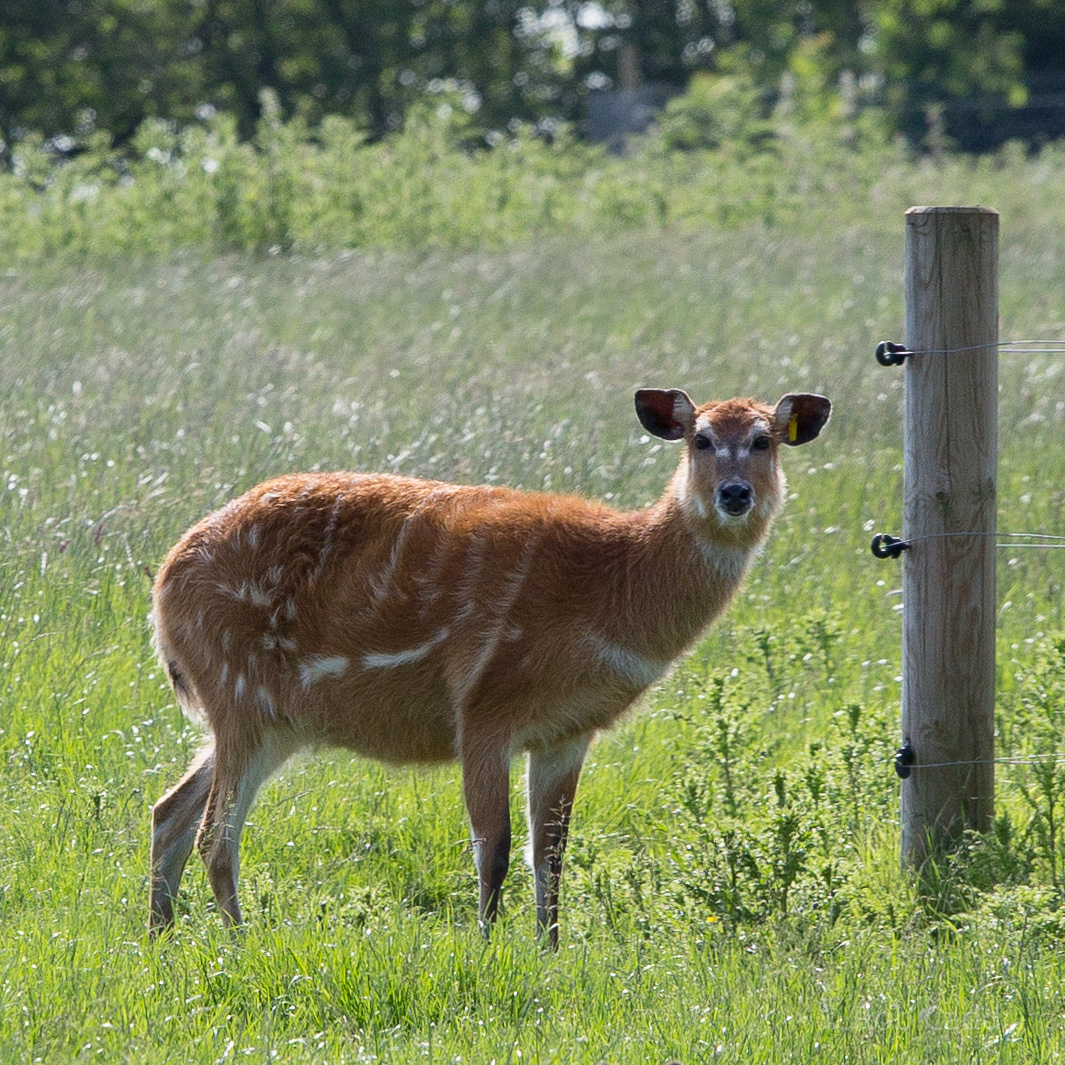 Sitatunga : Whipsnade : 06 Jun 2014