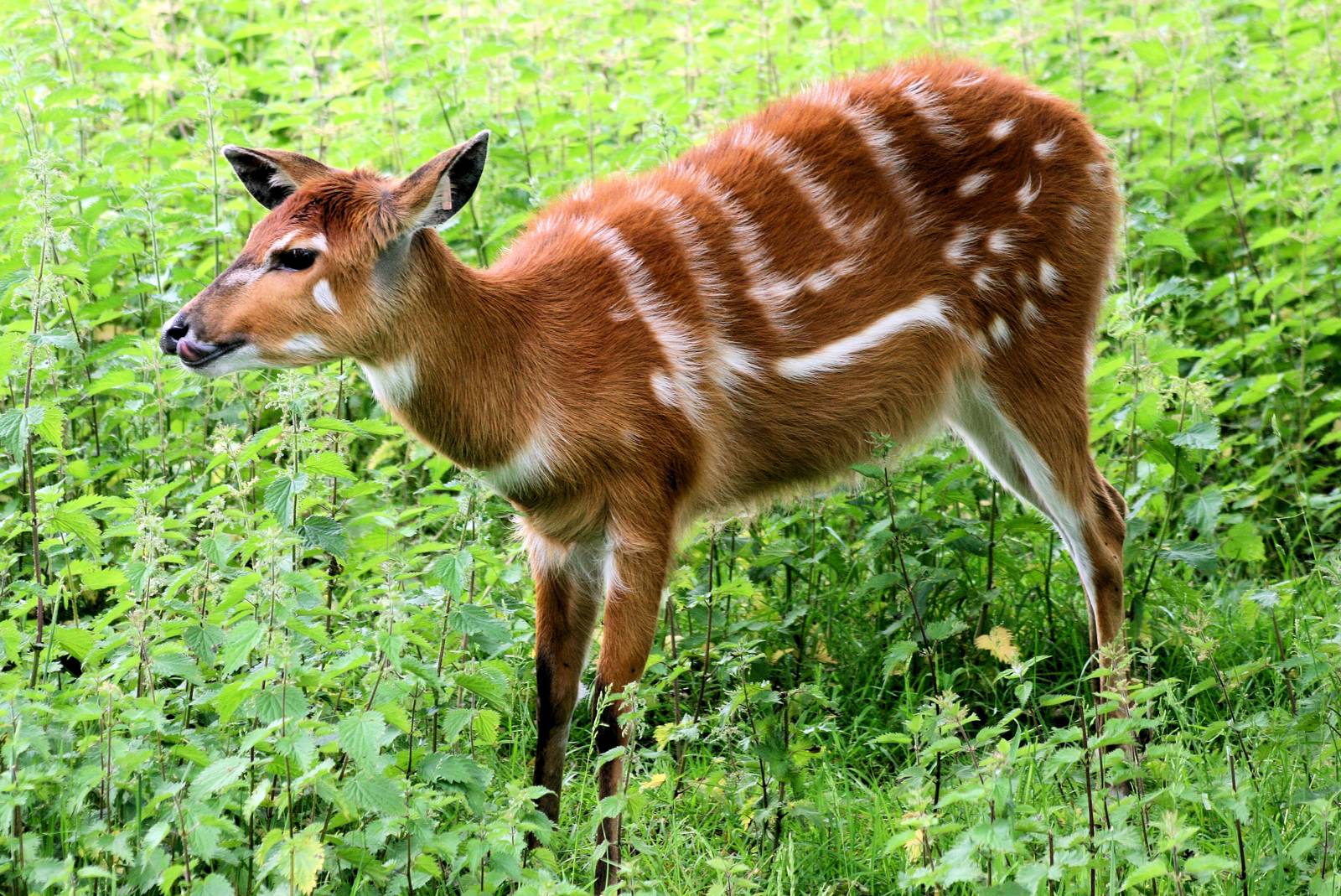 Sitatunga; Whipsnade; 11th June 2016