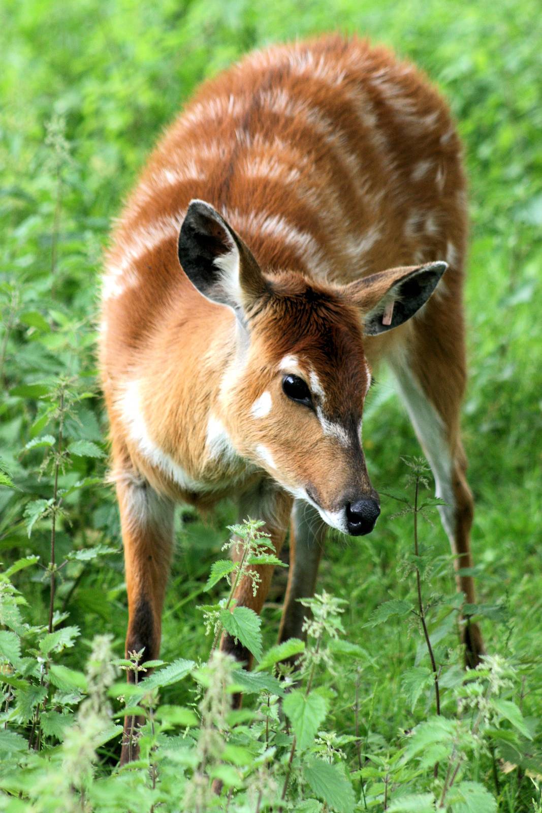 Sitatunga; Whipsnade; 11th June 2016