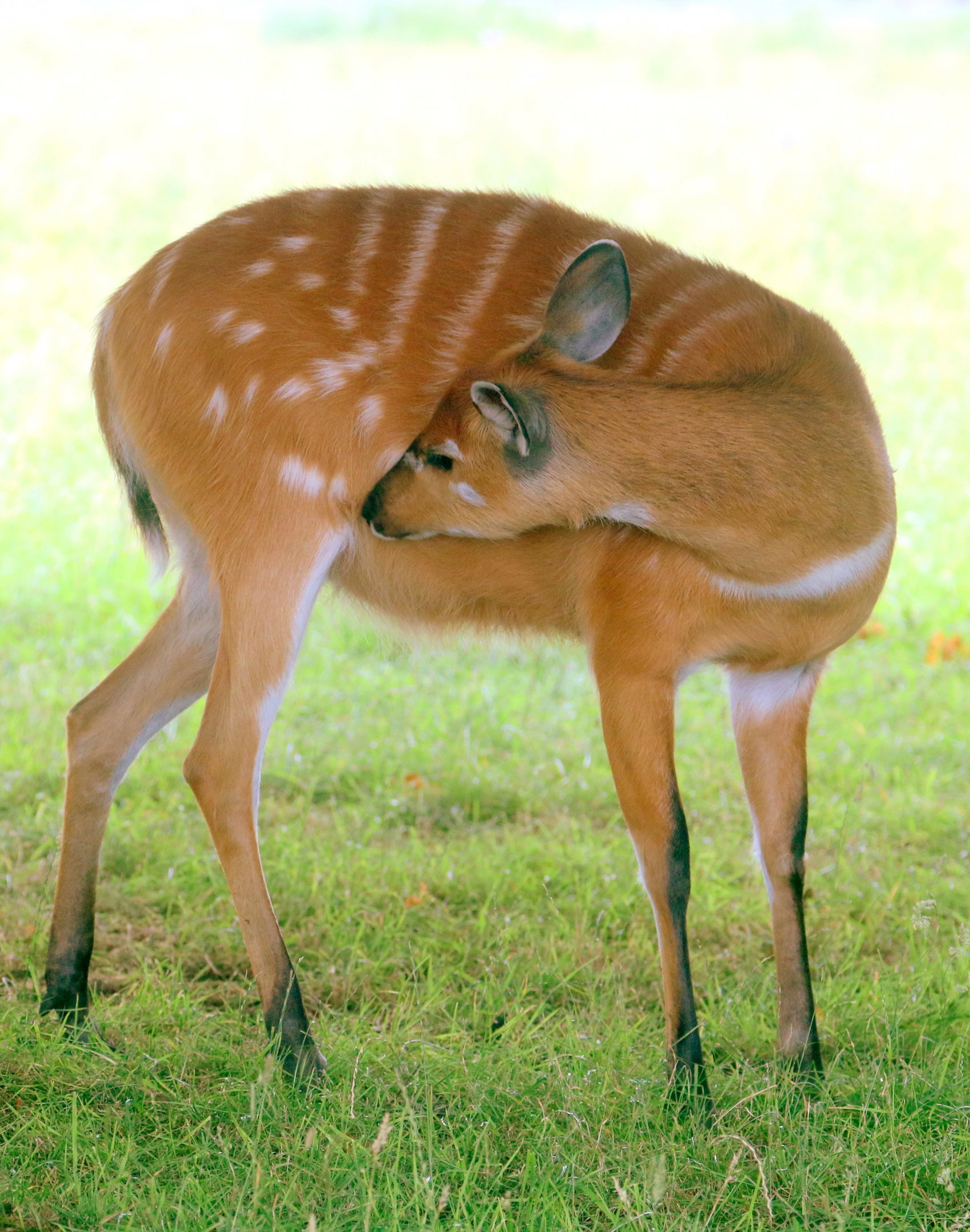 Sitatunga; Whipsnade; 13th July 2019
