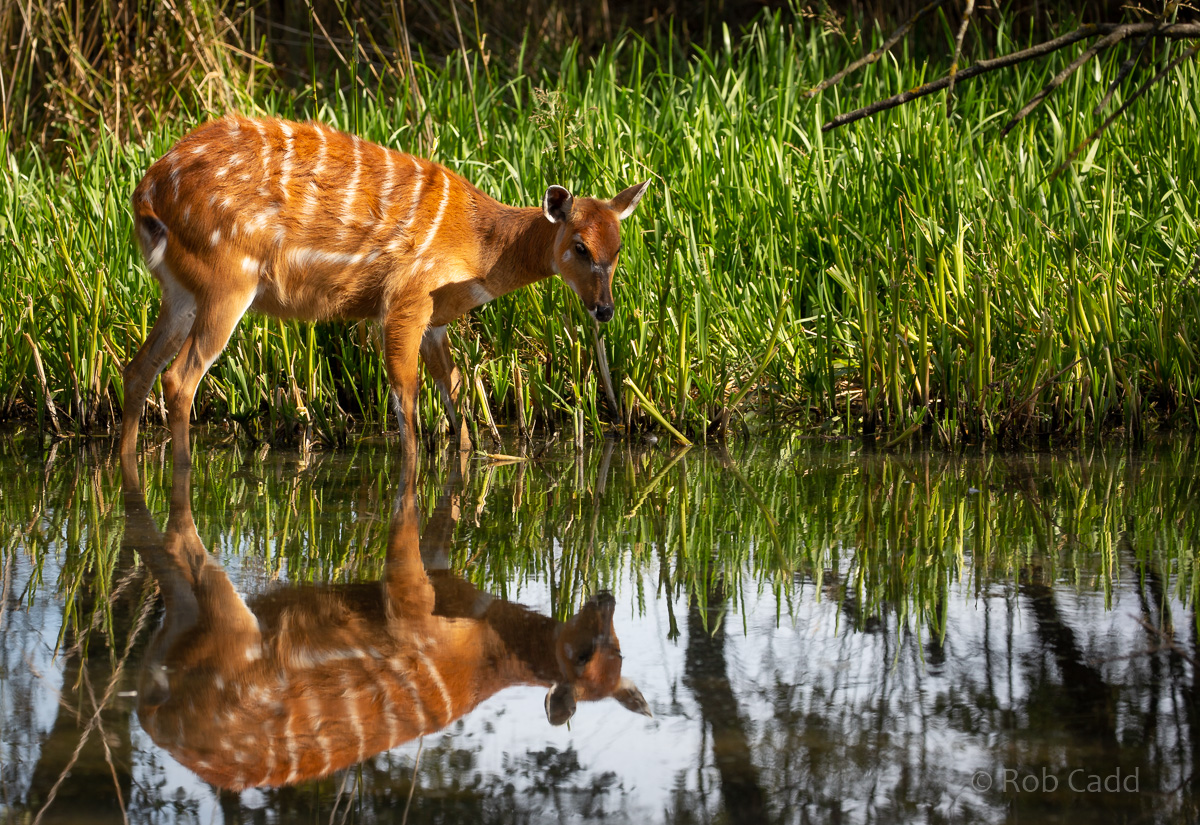 Sitatunga : Whipsnade : 15 Sep 2019