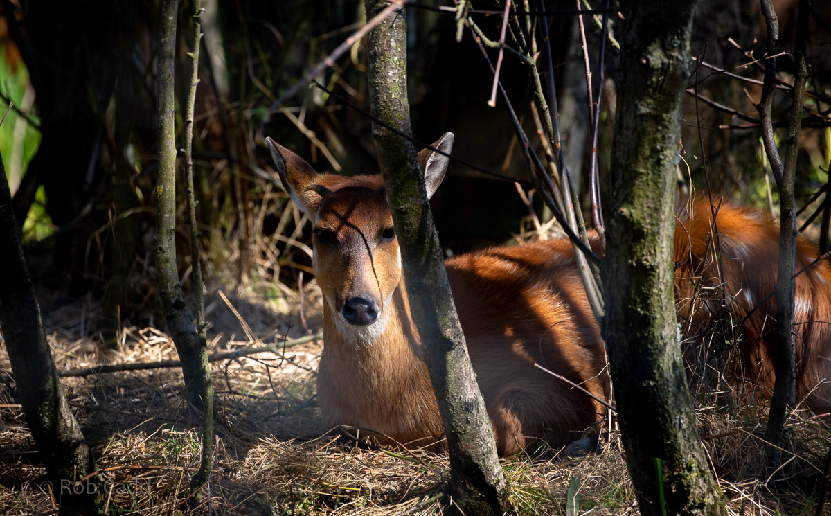 Sitatunga : Whipsnade : 15 Sep 2019