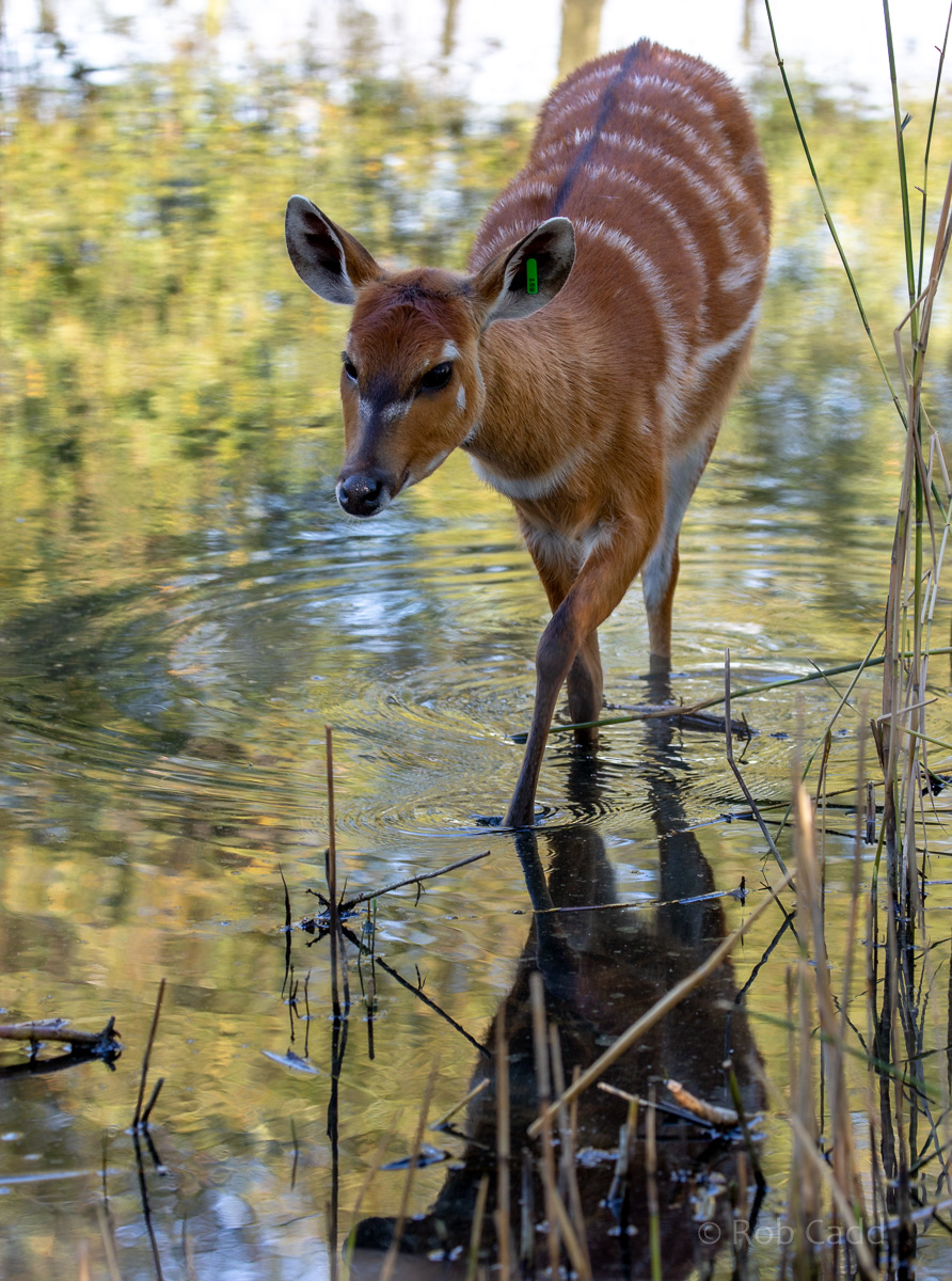 Sitatunga : Whipsnade : 15 Sep 2019