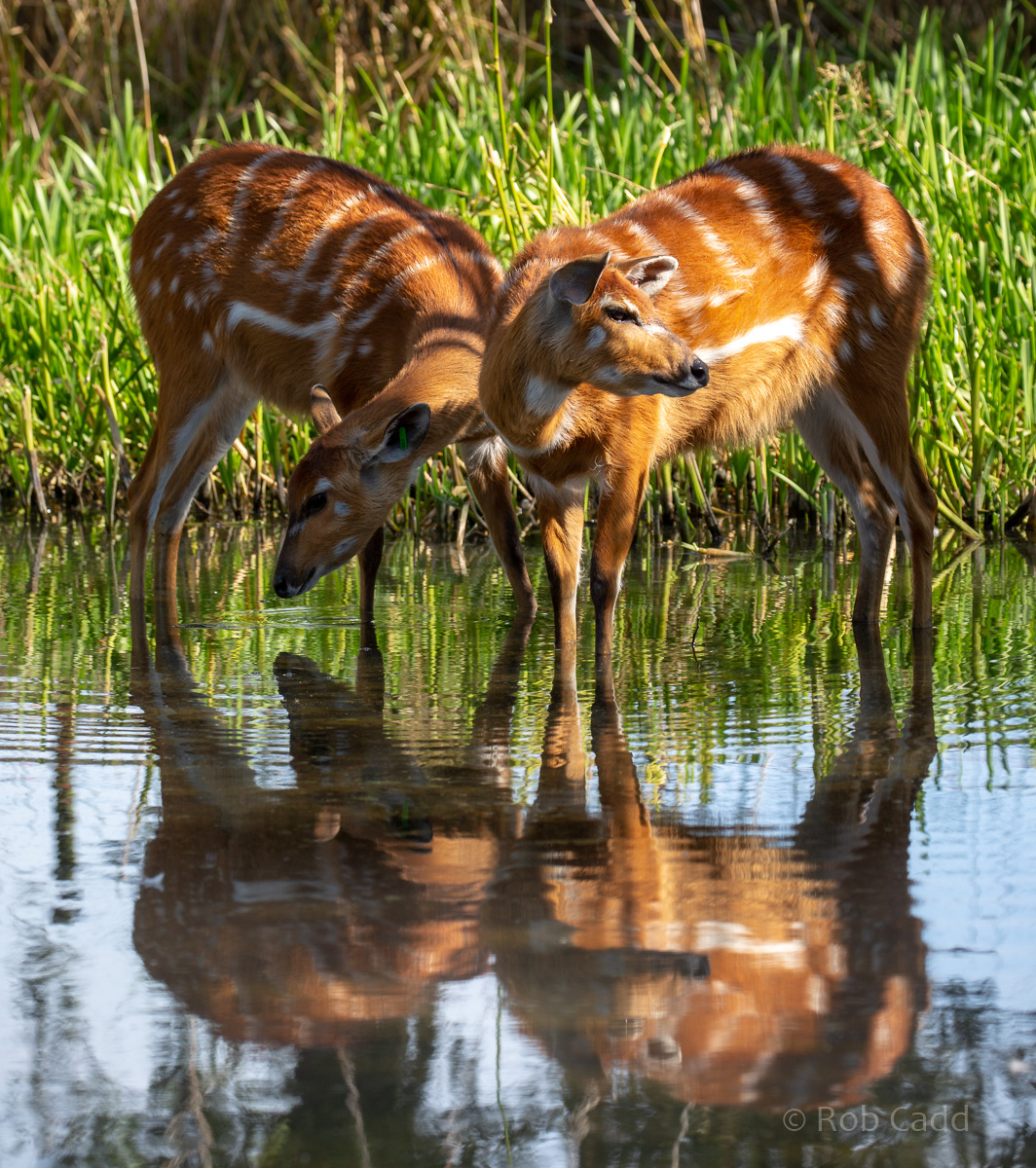 Sitatunga : Whipsnade : 15 Sep 2019