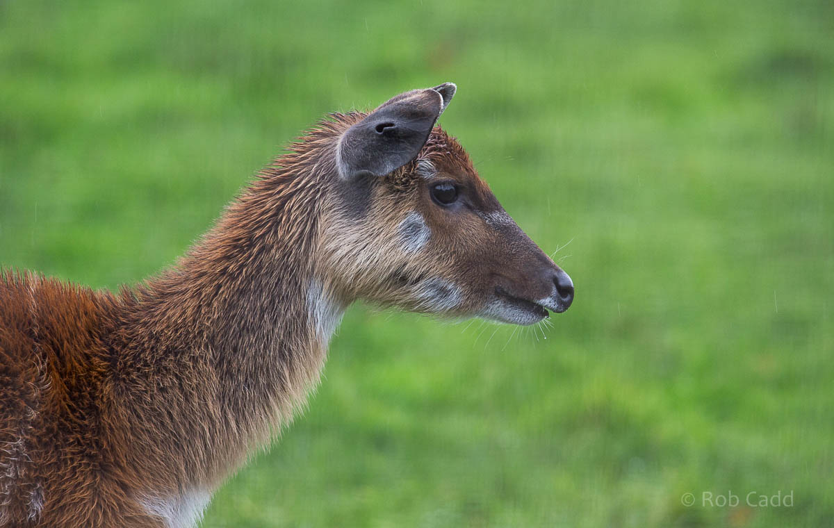Sitatunga : Whipsnade : 19 Nov 2015