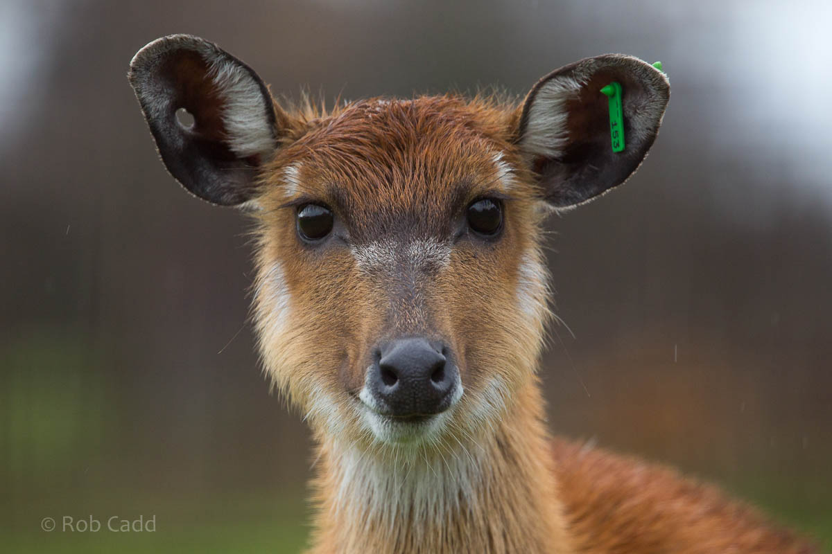 Sitatunga : Whipsnade : 19 Nov 2015
