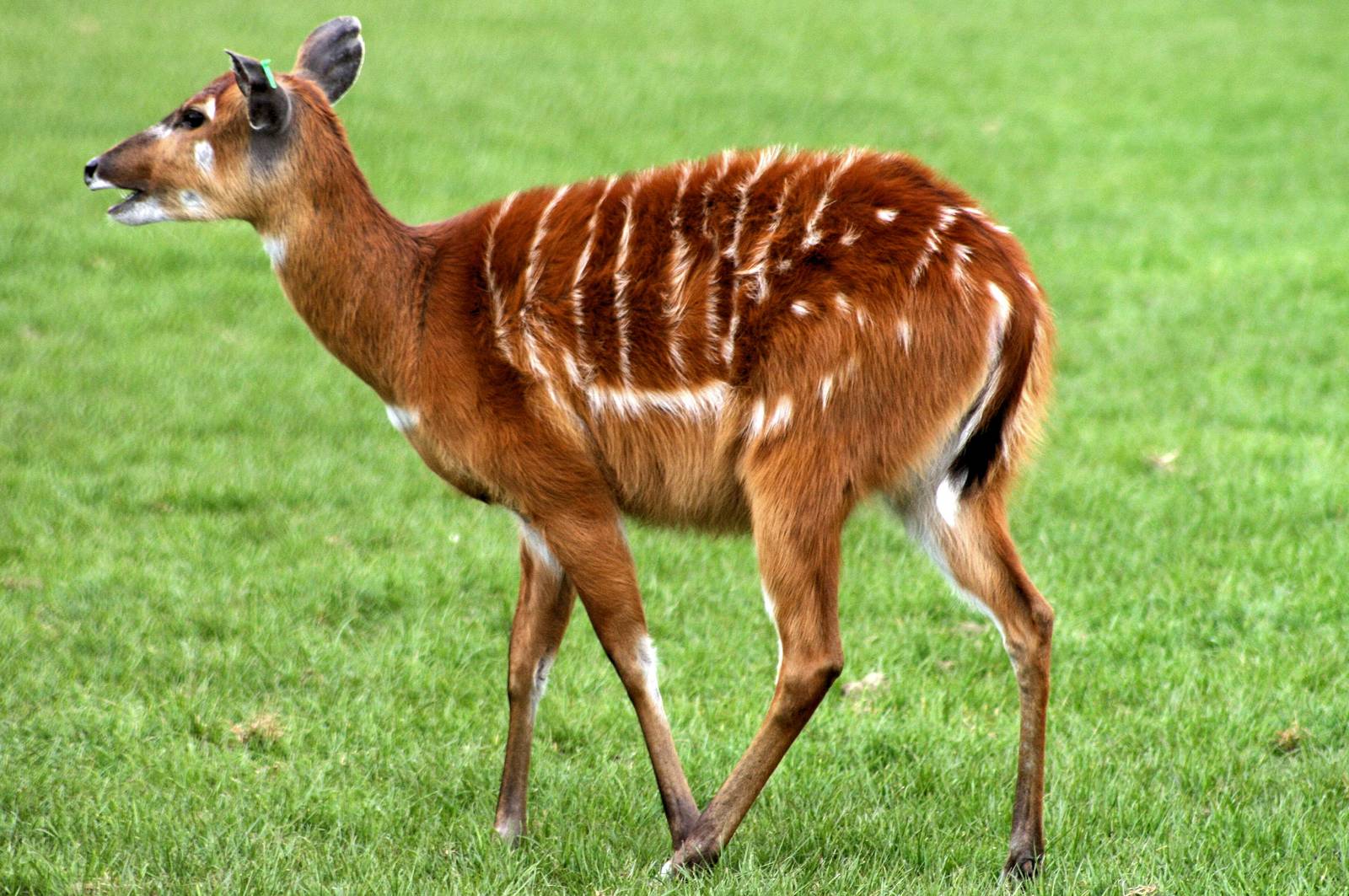 Sitatunga; Whipsnade; 19th April 2014