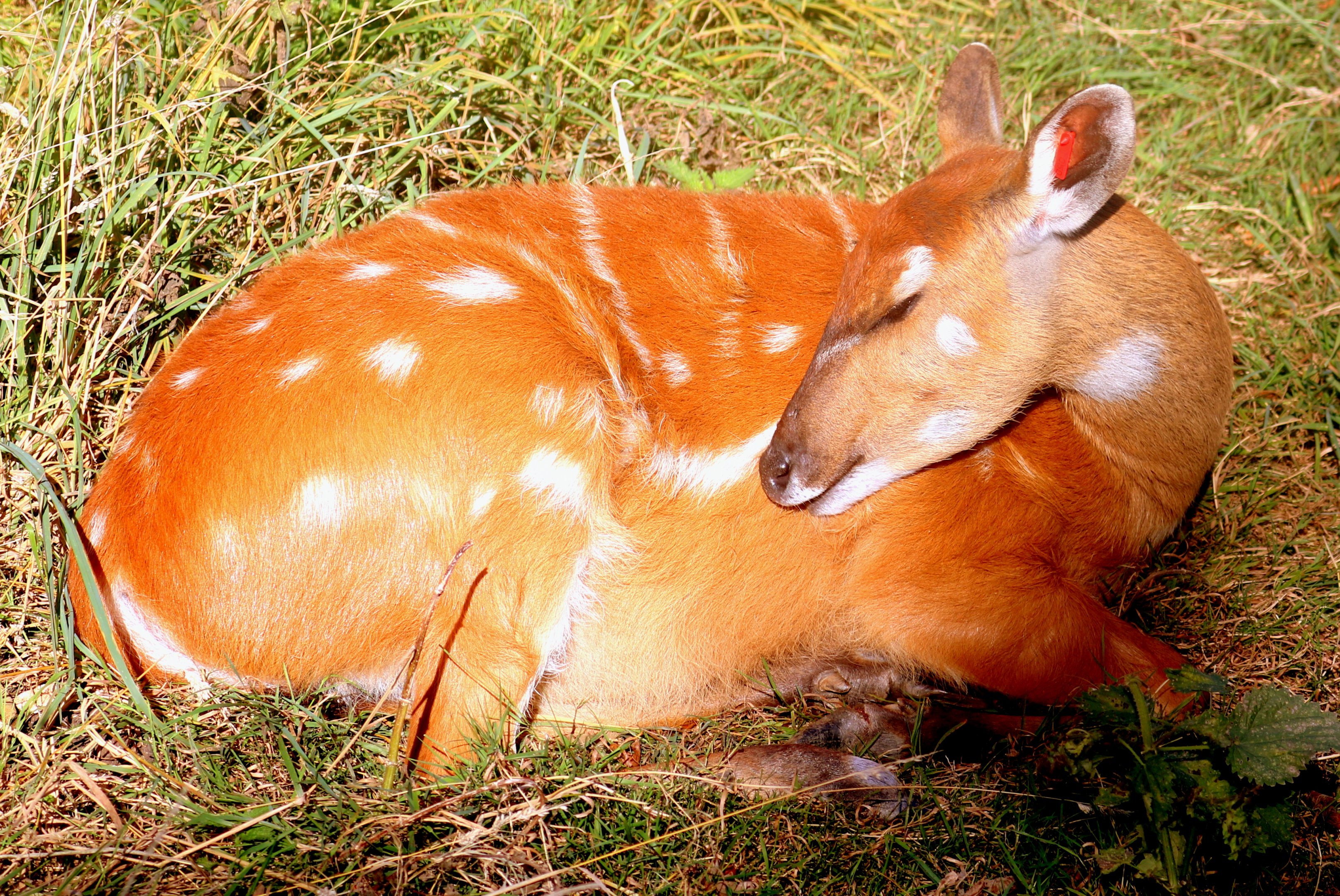 Sitatunga; Whipsnade; 19th September 2019