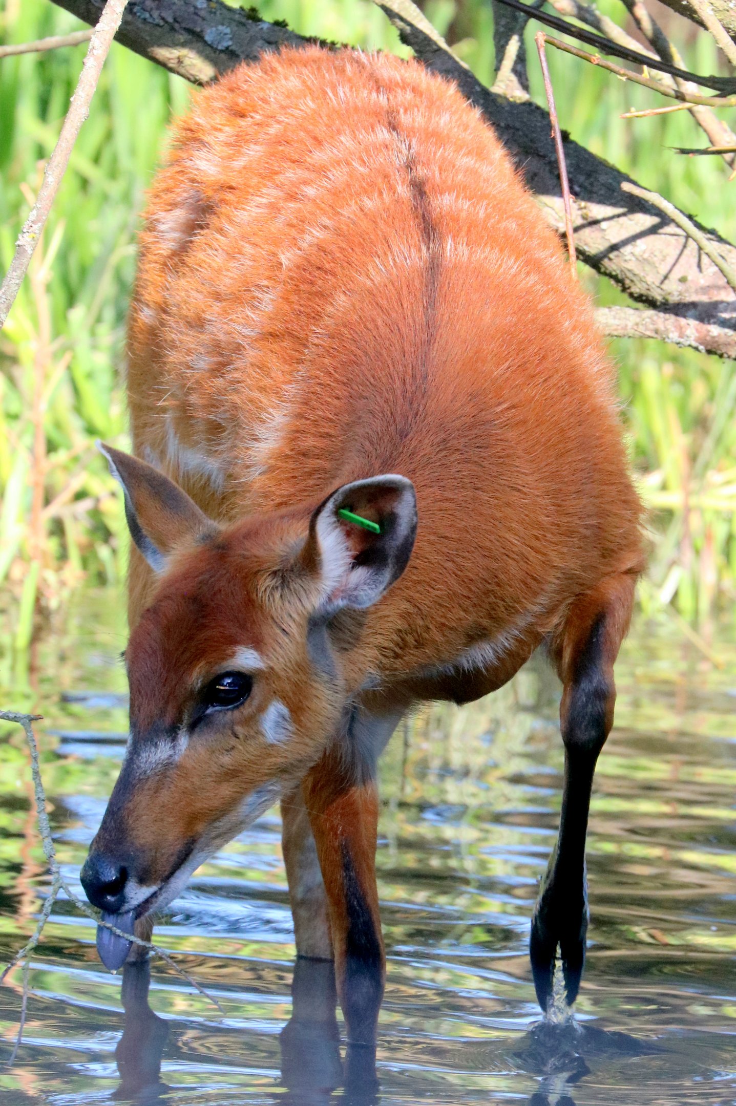 Sitatunga; Whipsnade; 19th September 2019