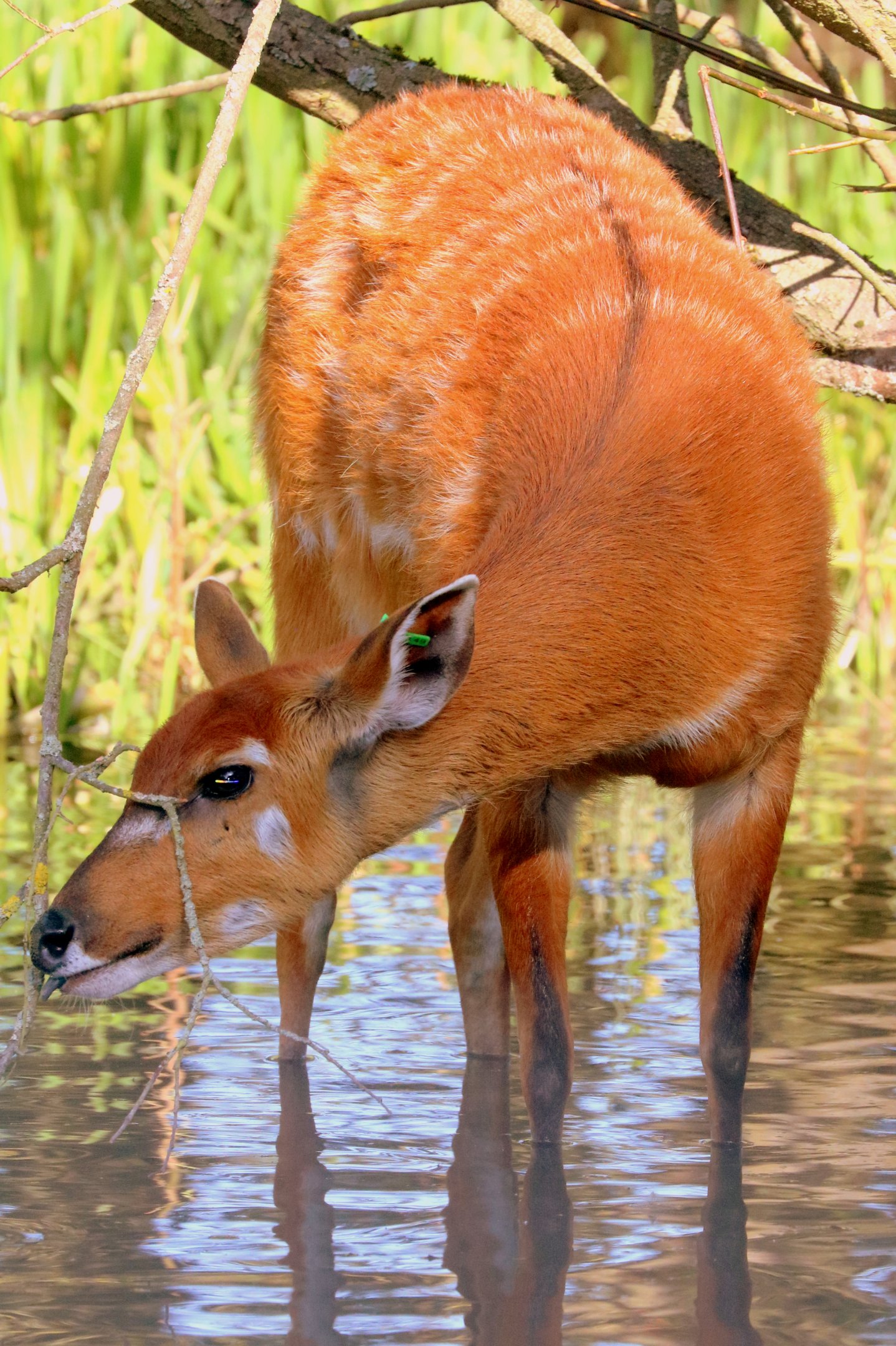 Sitatunga; Whipsnade; 19th September 2019
