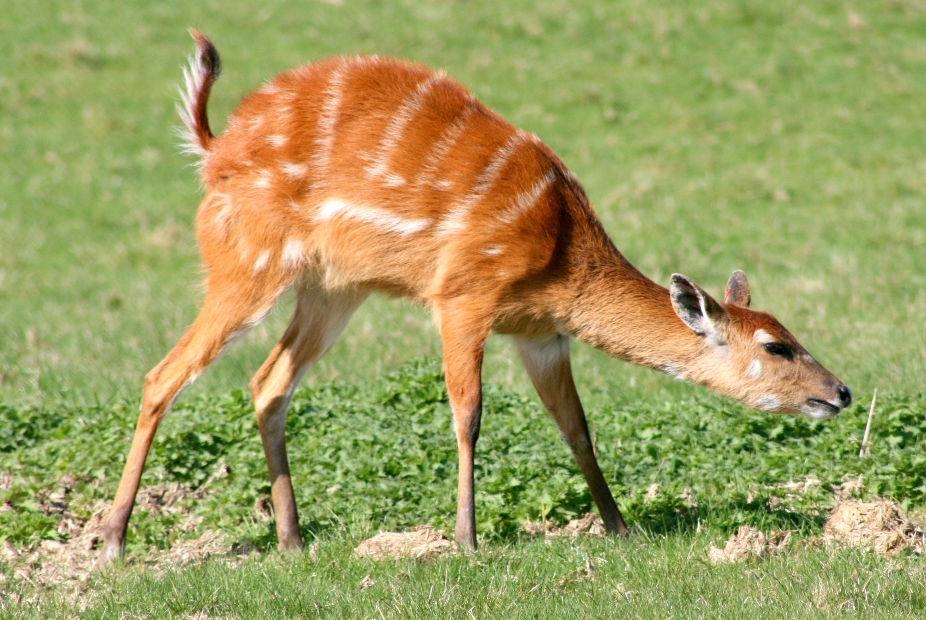Sitatunga; Whipsnade; 25th March 2017