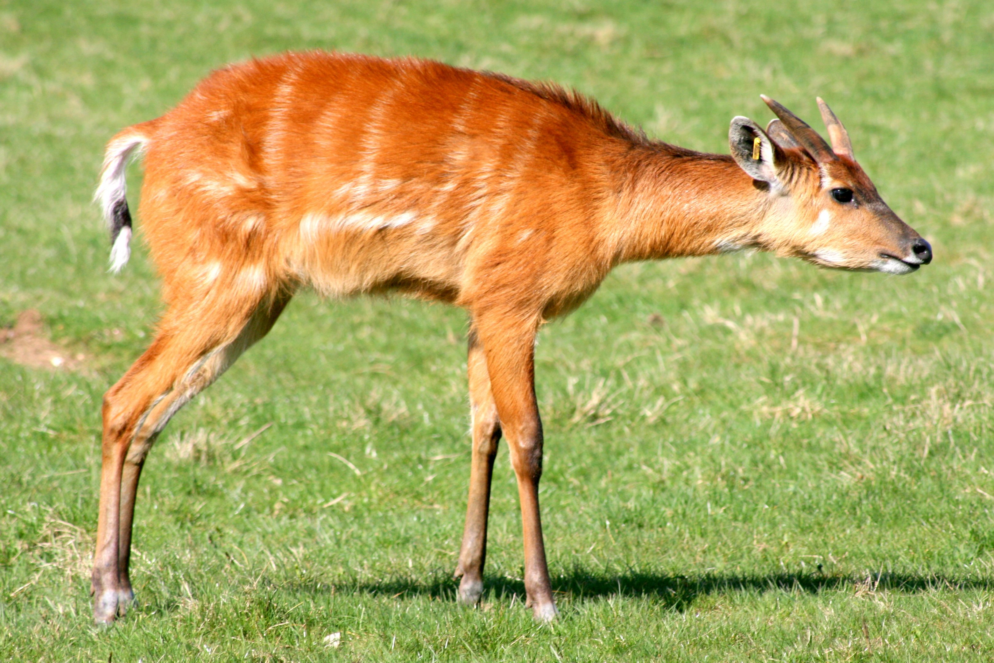 Sitatunga; Whipsnade; 25th March 2017