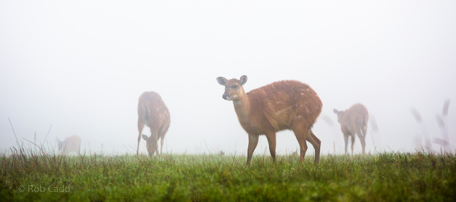 Sitatunga : Whipsnade : 30 Nov 2014